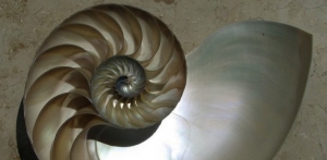 M10-figure3-Nautilus-535x263